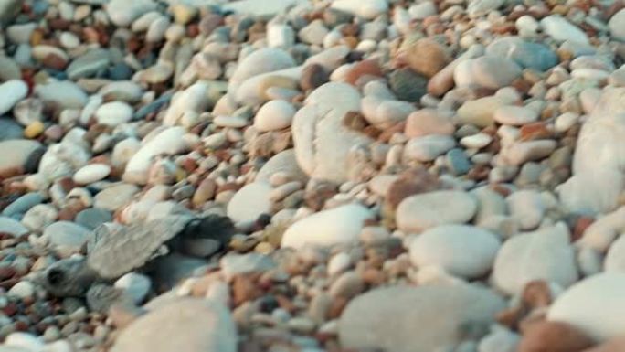 海动物在海卵石上爬到水里。海龟寻找出海通道