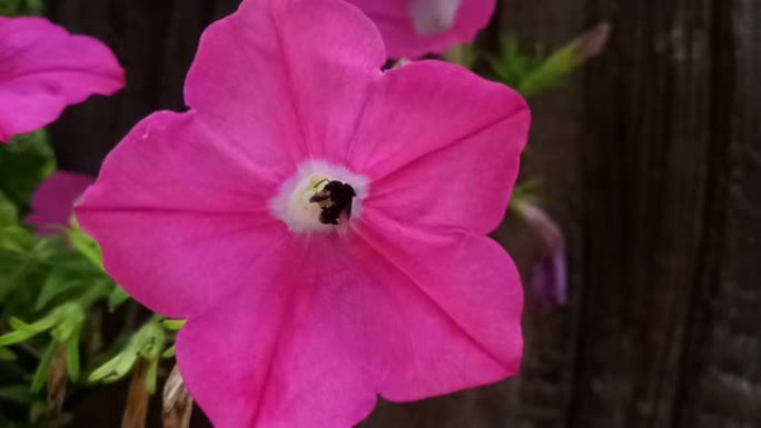 Ruellia tuberosa花的蜜蜂授粉