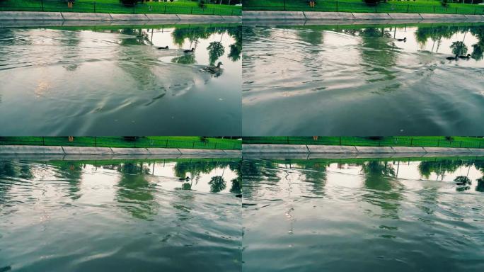小鸭在水上奔跑，同时逆水游泳