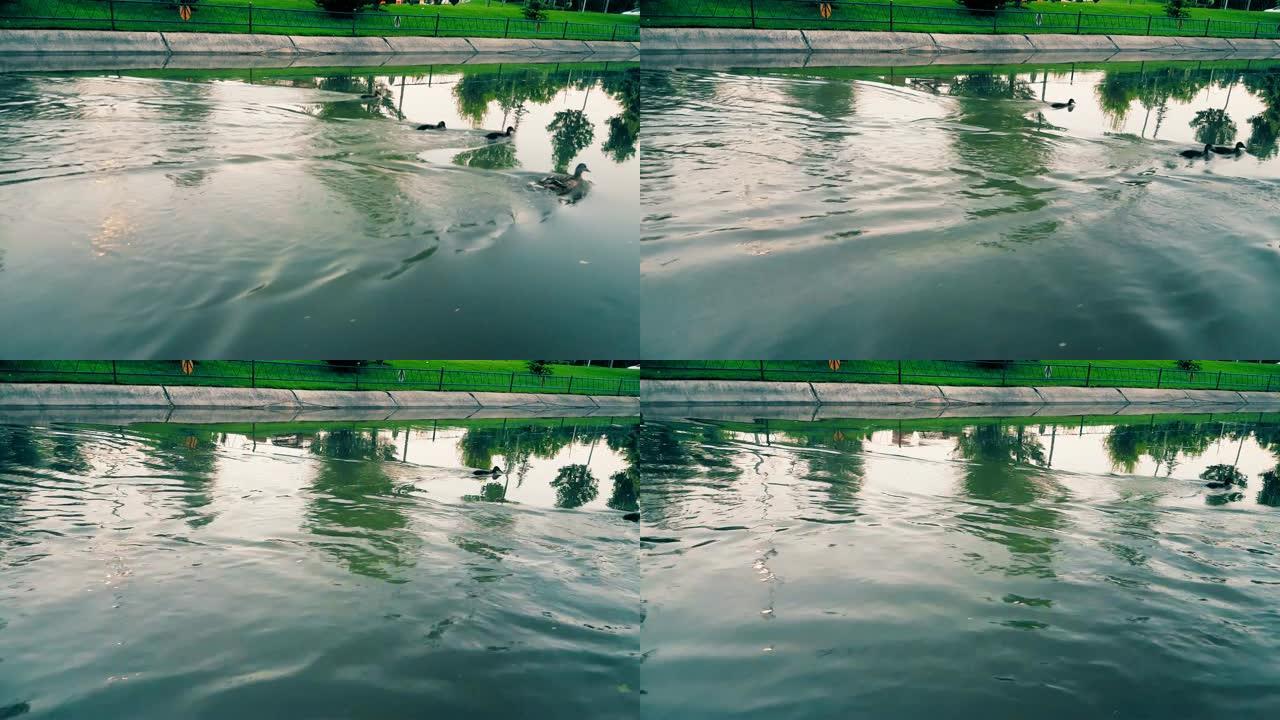 小鸭在水上奔跑，同时逆水游泳