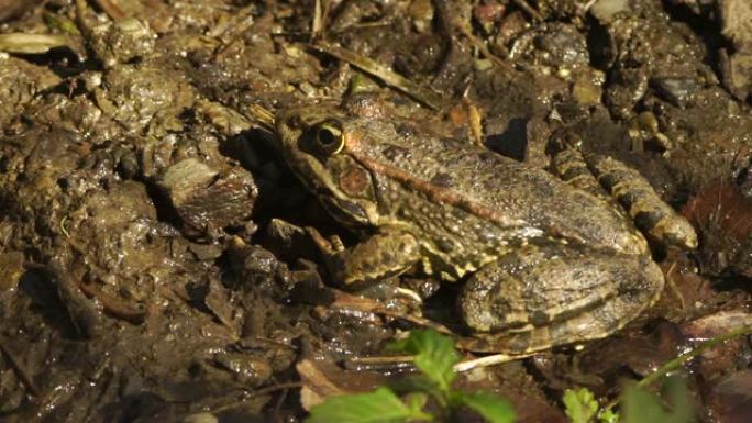 长腿林蛙 (Rana macrocnemis)