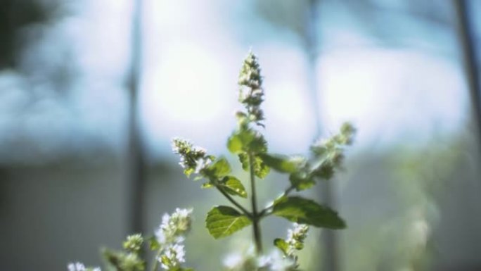 猪草植物在软焦点