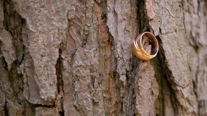 两枚结婚戒指躺在树上。桦树皮支撑着两个金戒指。