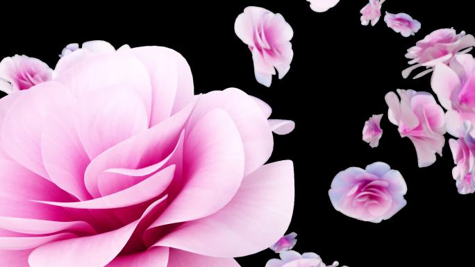花朵转场粉红色玫瑰花樱花桃花扫屏转场