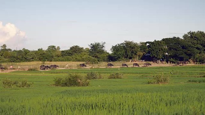 一群水牛在田野中行走