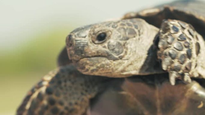 慢动作一只老海龟移动前肢和头部，看着并准备用爪子保护，住在自然公园里