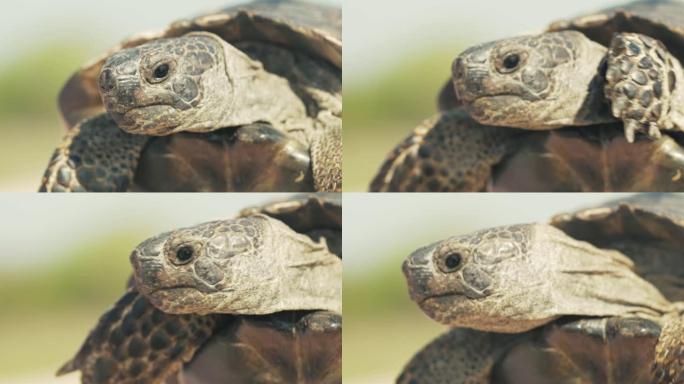 慢动作一只老海龟移动前肢和头部，看着并准备用爪子保护，住在自然公园里