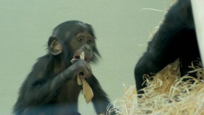 嘴里有纸的bo黑猩猩婴儿