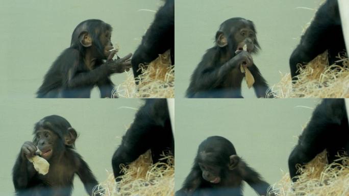 嘴里有纸的bo黑猩猩婴儿