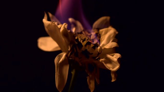 黑底燃烧菊花的特写