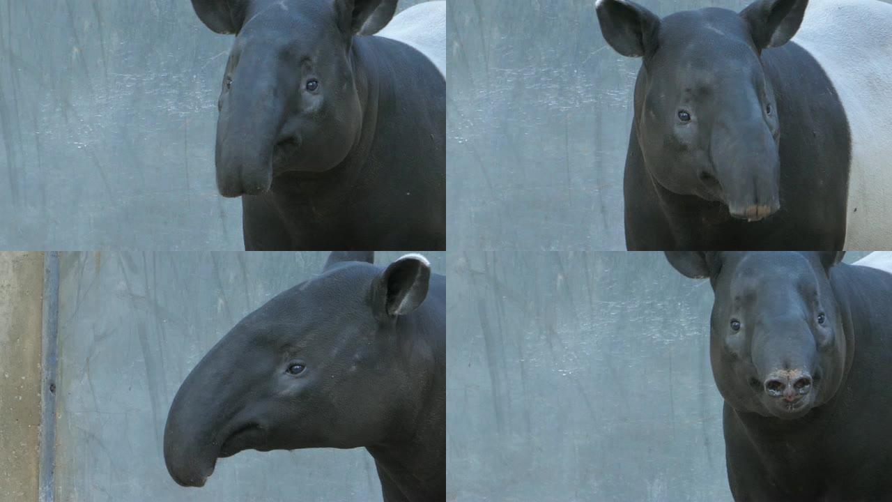 tapir头扭动鼻子的特写