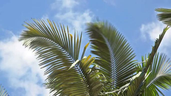 HD 1080p: 棕榈树与蓝天背景的延时