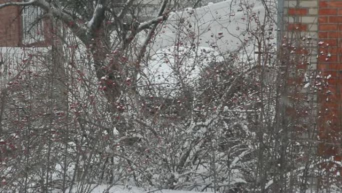 落在树枝上的雪