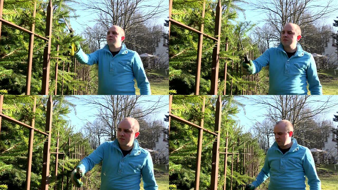 园丁男子剪断杉木树篱的特写镜头。4K