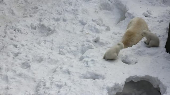 有小幼崽的白色北极熊家族。新生的北极熊幼崽在雪地上玩耍。