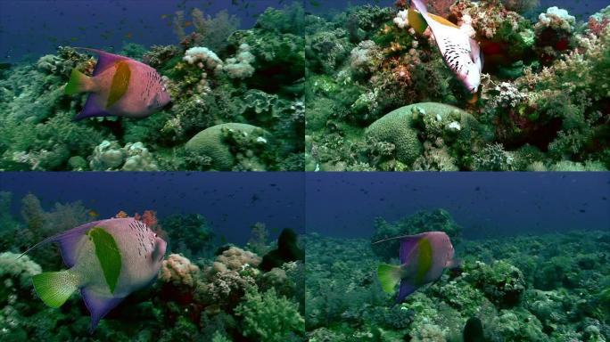 珊瑚礁上的阿拉伯神仙鱼