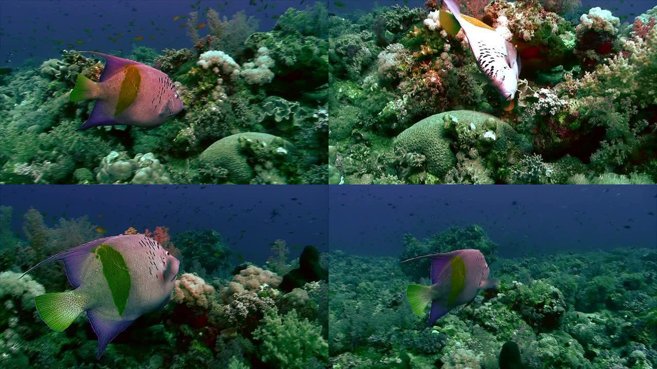 珊瑚礁上的阿拉伯神仙鱼