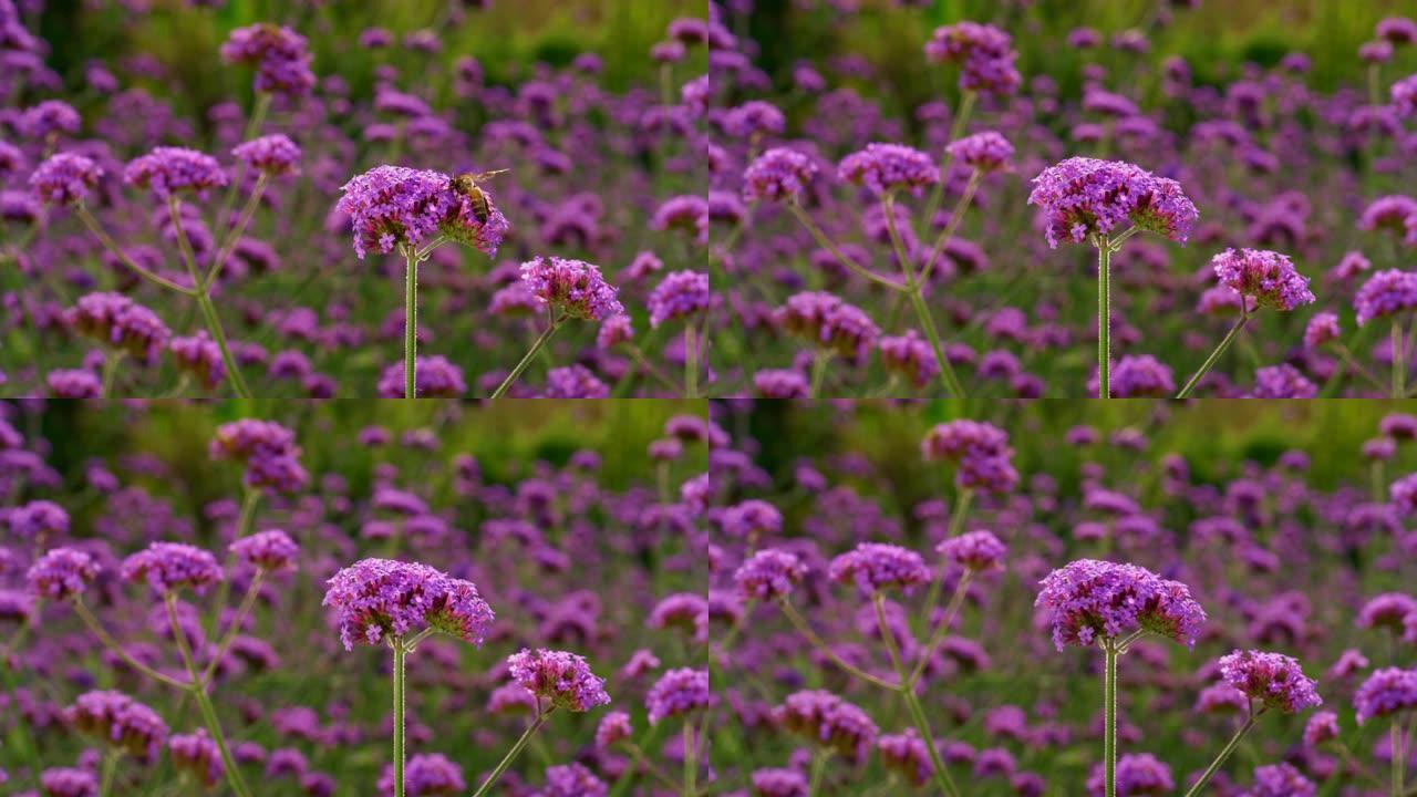 马鞭草上的蜜蜂在夏季发现花粉