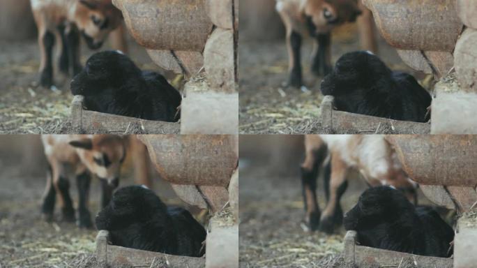 小黑羊羔躺在木箱里 (ovis aries)