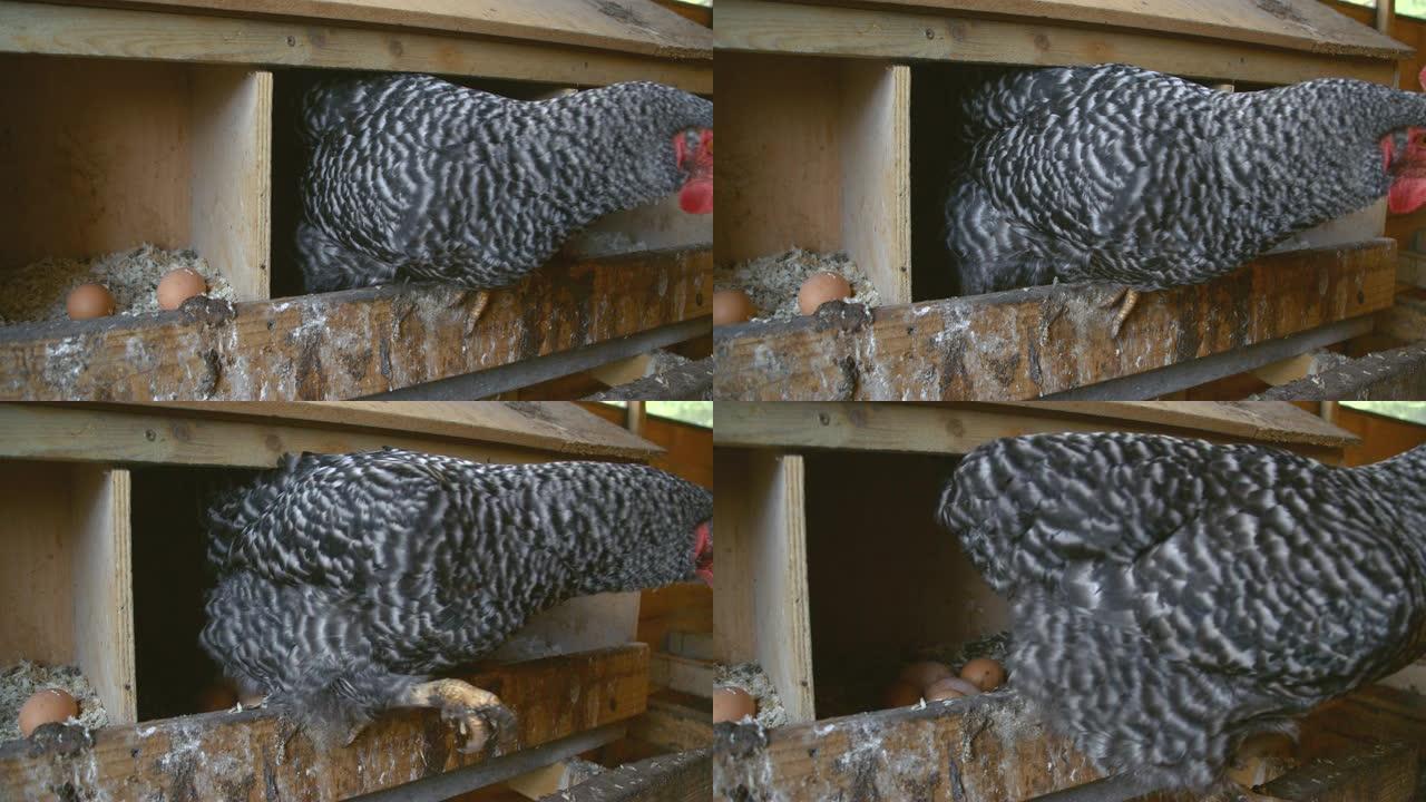 放养母鸡产卵