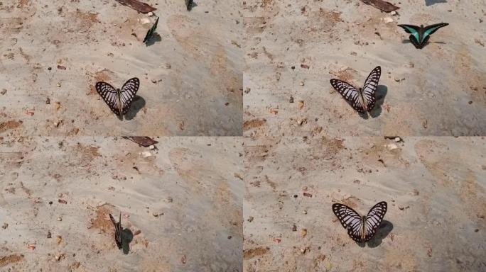 蝴蝶从沙子中觅食
