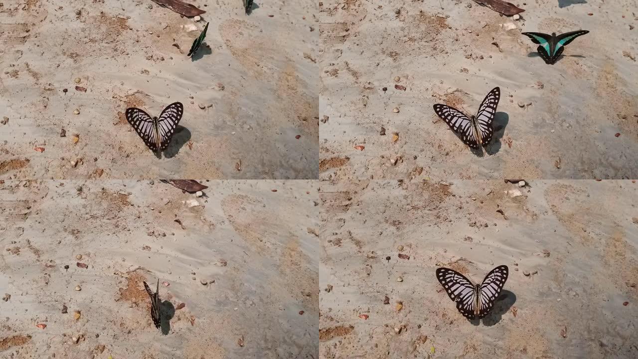 蝴蝶从沙子中觅食