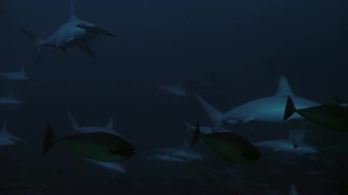 锤头鲨成群结队，在珊瑚礁，水下射击，印度尼西亚