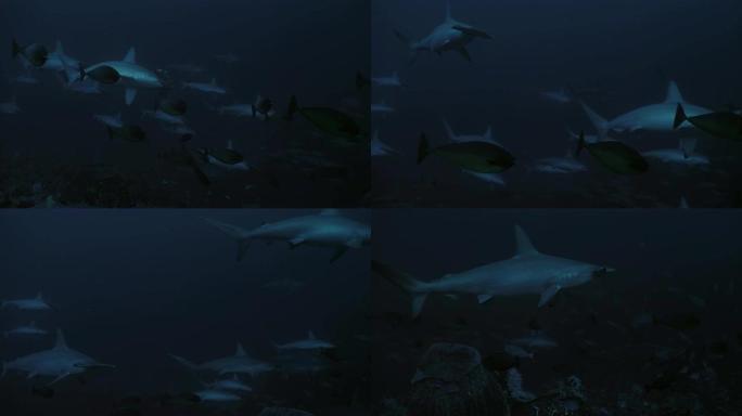 锤头鲨成群结队，在珊瑚礁，水下射击，印度尼西亚