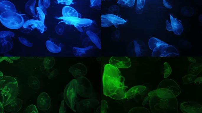 水下五颜六色的水母。暴力，蓝色，绿色。水族馆。海洋公园彩色水母水下。暴力，蓝色，绿色。水族馆。海洋公