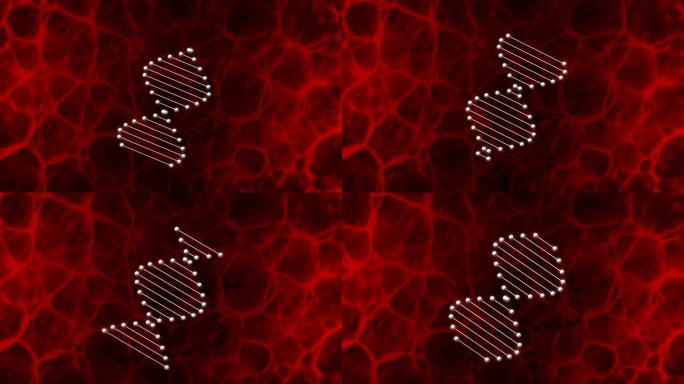 红色背景上旋转的DNA发光分子的动画