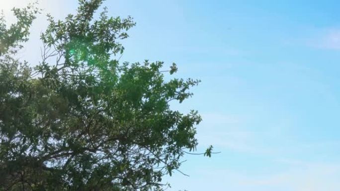 4k选择性聚焦低角度拍摄的太阳微光耀斑透过移动的树木窥视。风吹过树枝和树叶，阳光和镜头在绿叶上耀斑。
