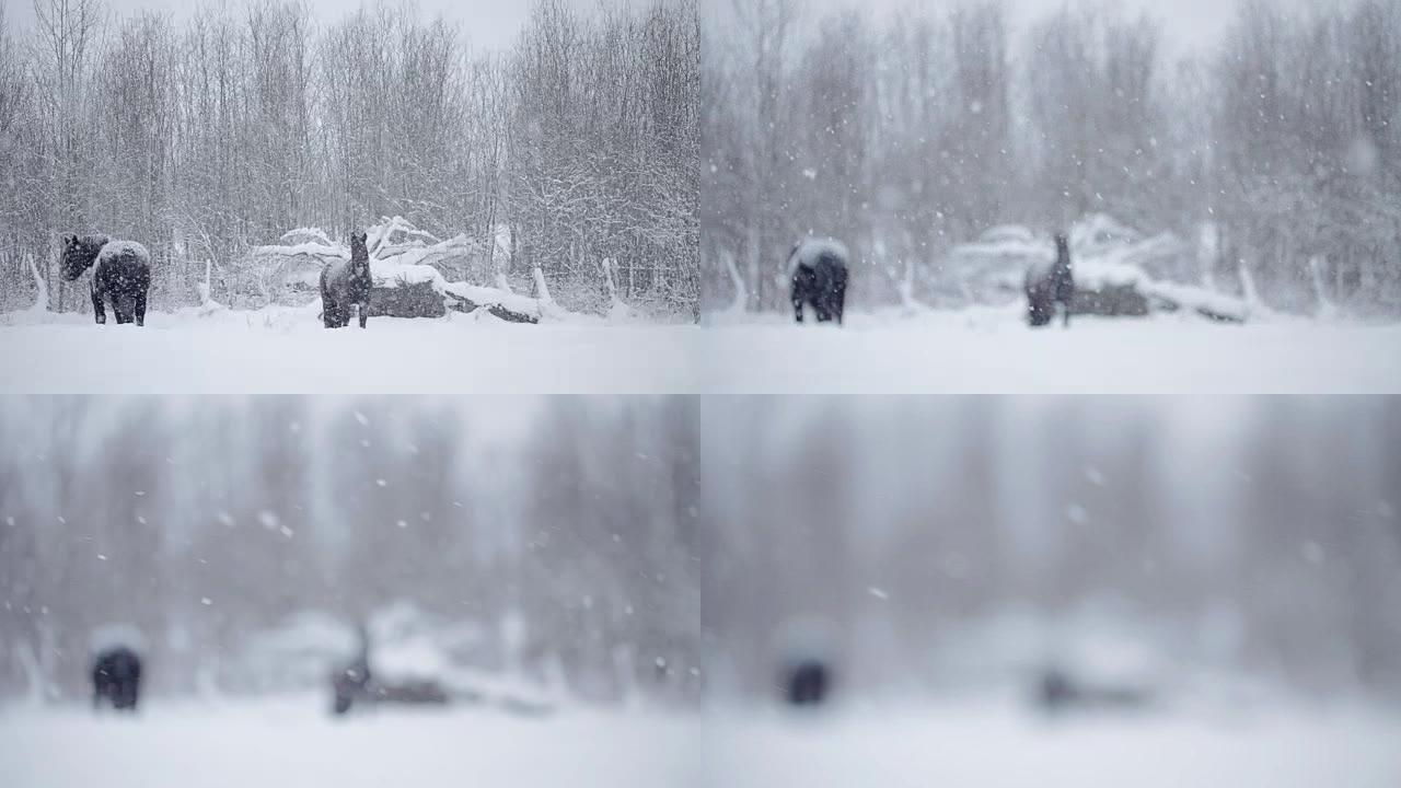 冬季暴风雪期间外面的马