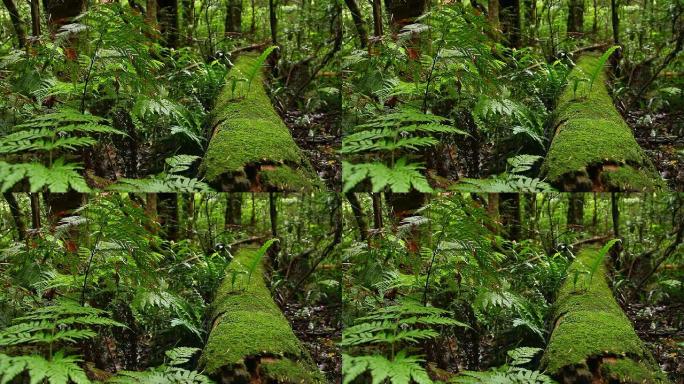 雨林-澳大利亚景观
