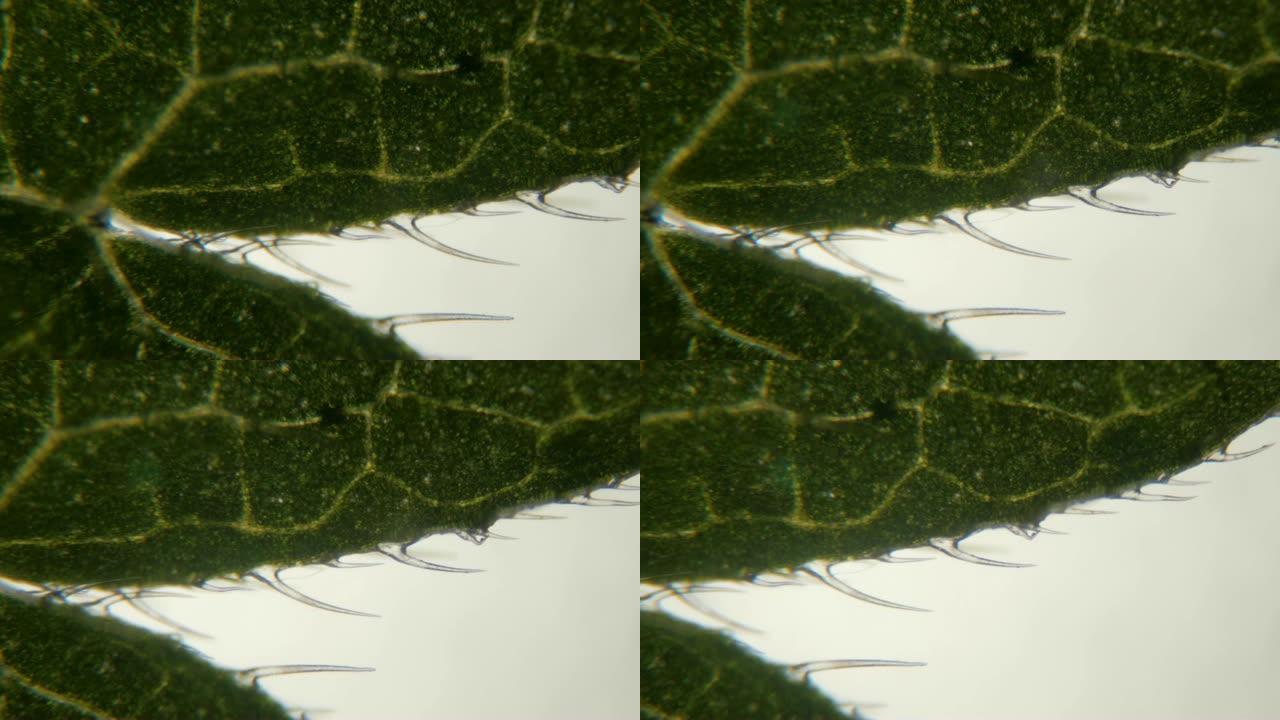 显微镜下的荨麻叶。刺痛荨麻叶 (荨麻) 下侧的极端特写，显示刺痛细胞或毛毛。放大五倍。特写。UHD 