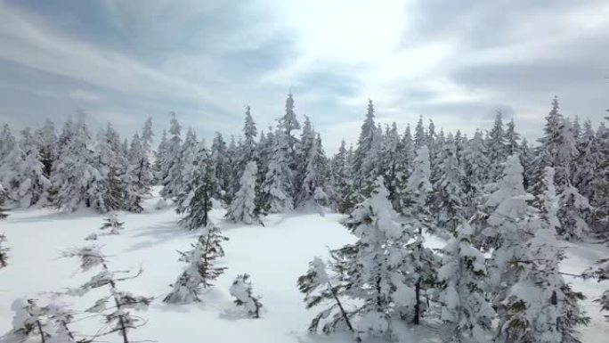 在阳光明媚的冬天飞越白雪皑皑的森林