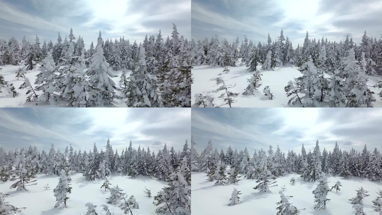 在阳光明媚的冬天飞越白雪皑皑的森林