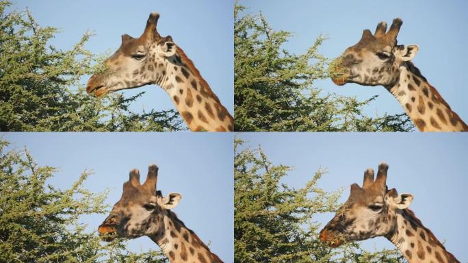在塞伦盖蒂180p，长颈鹿在相思树上觅食的慢动作近距离拍摄