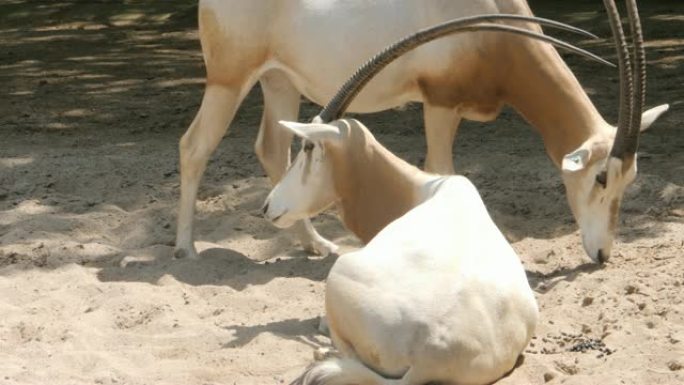 沙中的两只羚羊