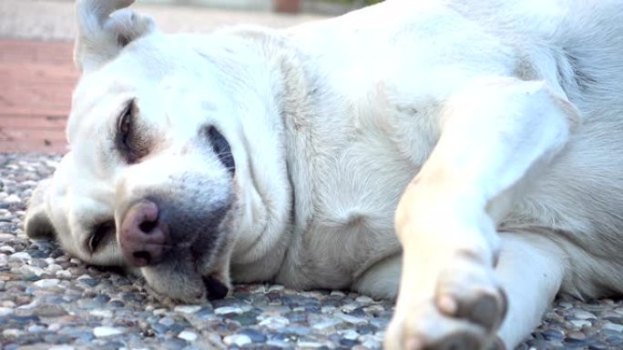 睡在水泥地上的白色流浪狗