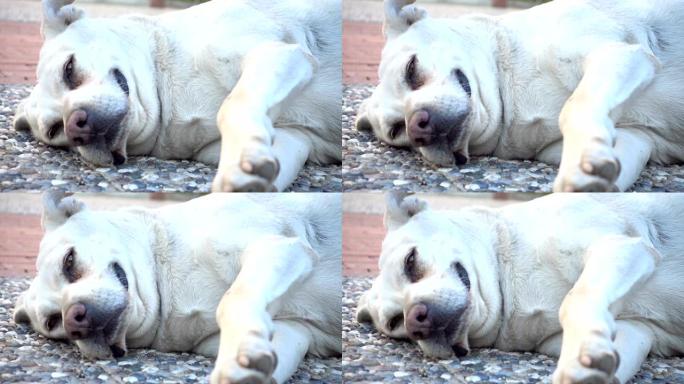 睡在水泥地上的白色流浪狗