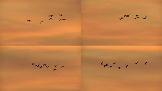 日出红色天空时飞起一群鹅。