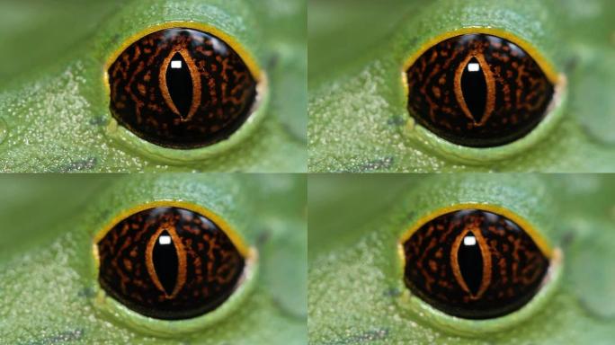 Tarsier猴蛙 (Phyllomedusa tarsius)