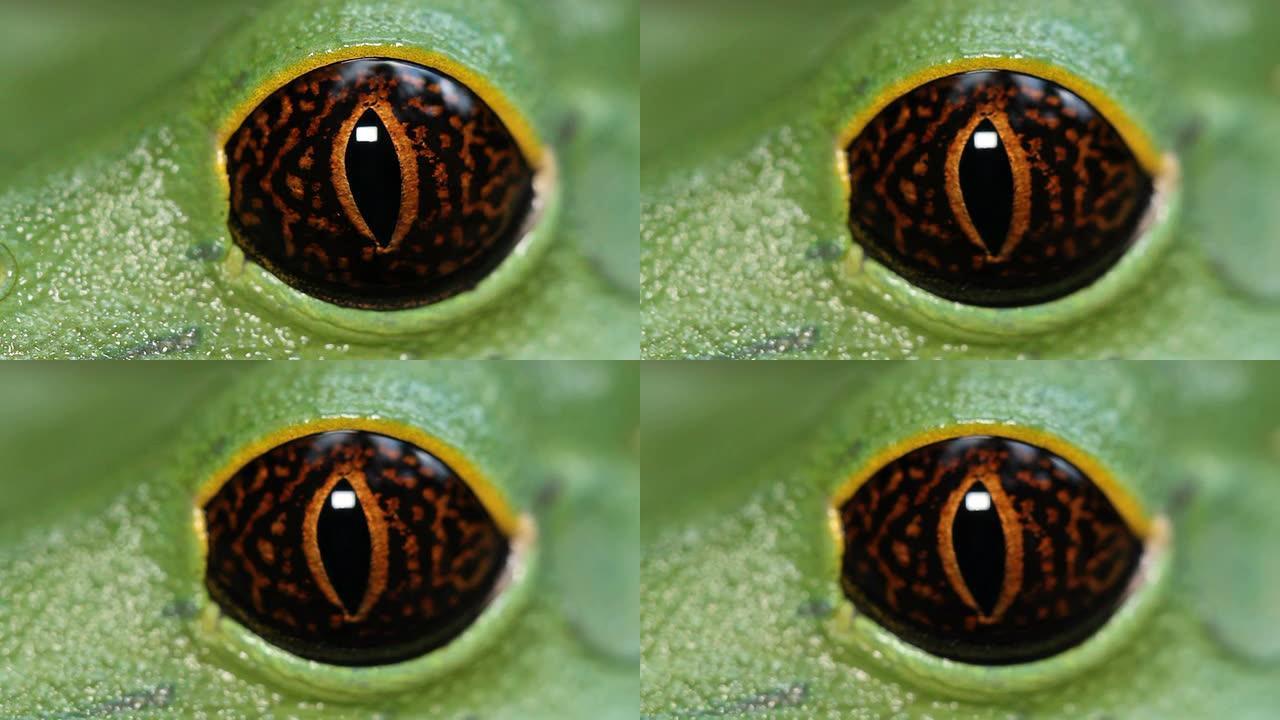 Tarsier猴蛙 (Phyllomedusa tarsius)