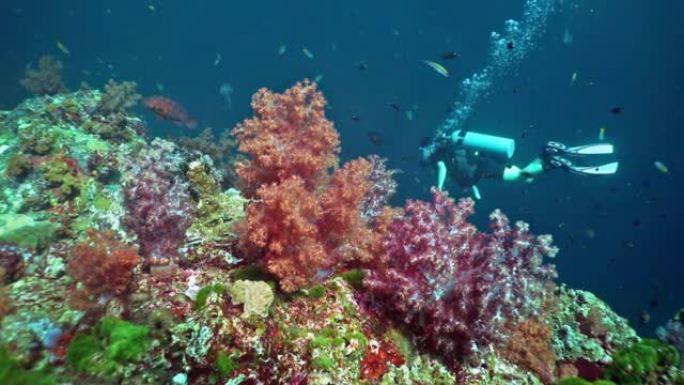 泰国欣登，两名女性水肺潜水员在翡翠软珊瑚的珊瑚礁上
