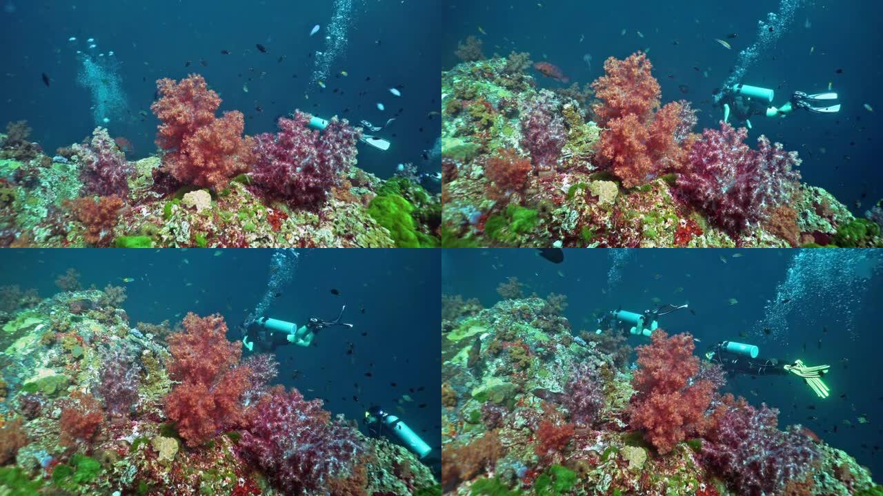 泰国欣登，两名女性水肺潜水员在翡翠软珊瑚的珊瑚礁上