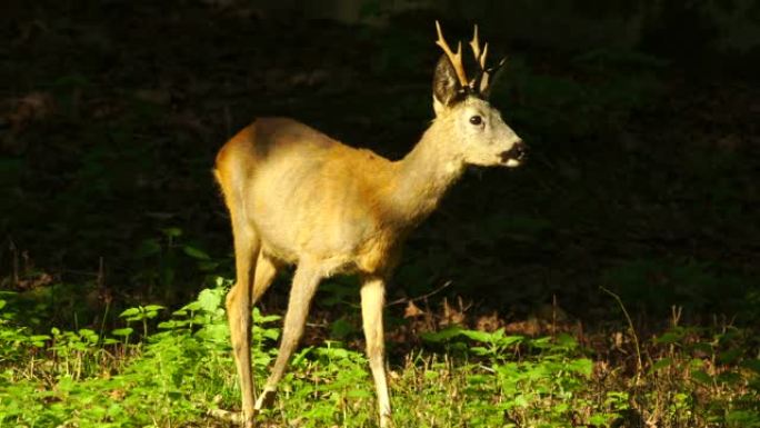 欧洲马鹿 (Capreolus capreolus)