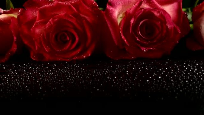 黑色背景上的红玫瑰。