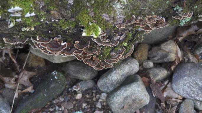 年轻人在森林中觅食火鸡尾巴 (Trametes versicolor) 蘑菇。用于增强免疫功能的野生