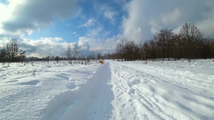 有趣的狗在雪地里跑球