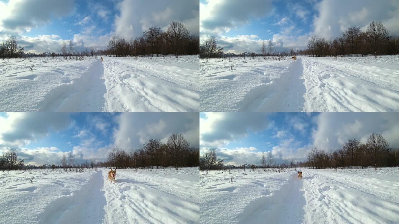 有趣的狗在雪地里跑球